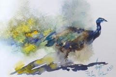 Skizzen / Pafos Bird and Animal Park / Aquarell / 14,5 x 10,5